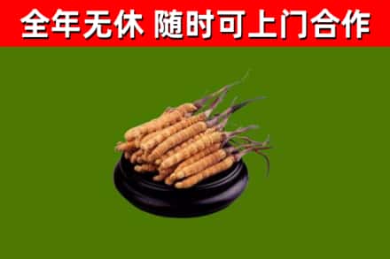淮南烟酒回收冬虫夏草.jpg