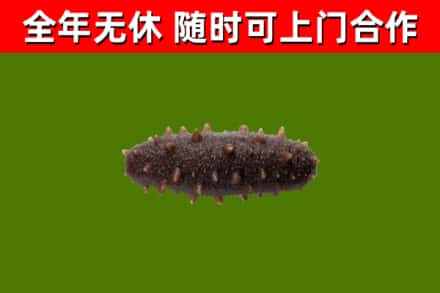 淮南烟酒回收干海参.jpg